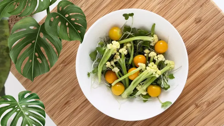 modern high end biodegradable sugarcane appetizer bowl